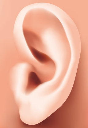 Ear closeup